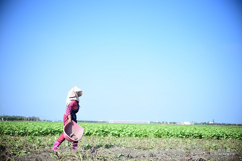 每一次低頭都是向土地致敬！體驗農人們的蕃薯精神_img_18